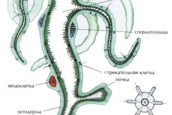 Пользователь не найден при входе на кракен